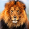 Lion Wallpapers & Backgrounds HD for iPhone